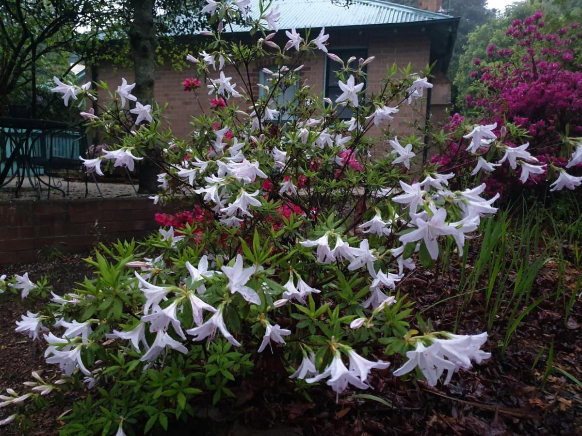 Carcoola Villa Blackheath Luaran gambar